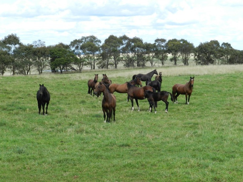 103 Third Creek Road, Crookwell NSW 2583