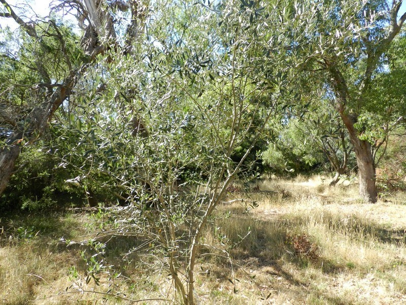 Lot 2 Hewitts Lane, Grabben Gullen NSW 2583