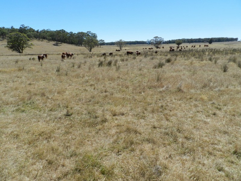 Lot 2 Golspie Road, Taralga NSW 2580