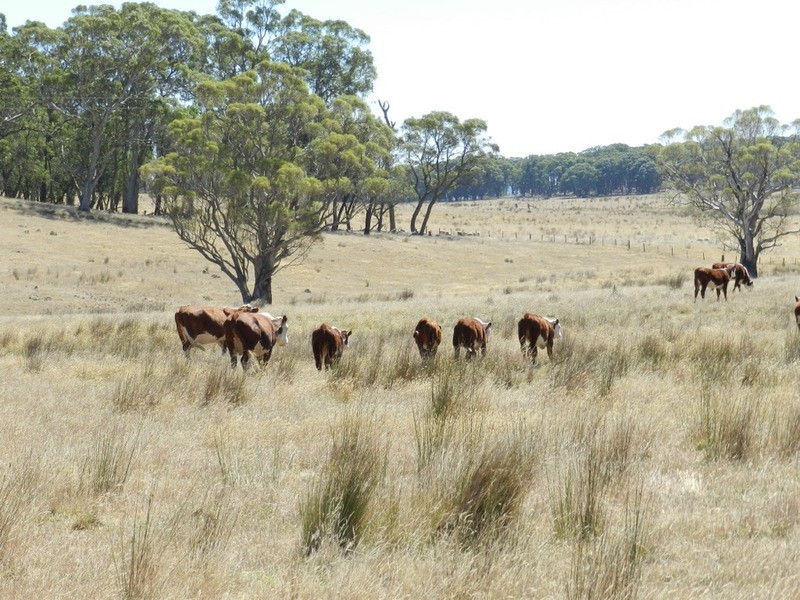 Lot 2 Golspie Road, Taralga NSW 2580