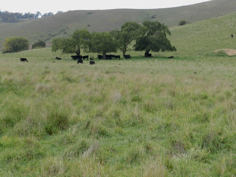 495 Leighwood  Road, Golspie NSW 2580