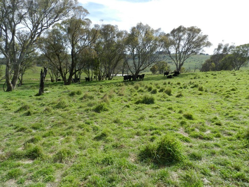 495 Leighwood  Road, Golspie NSW 2580