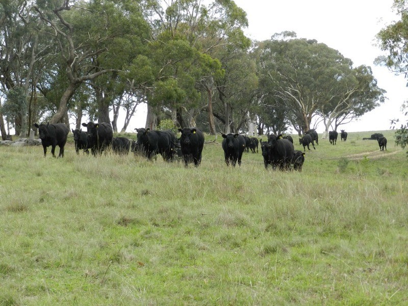 497 Leighwood  Road, Golspie NSW 2580