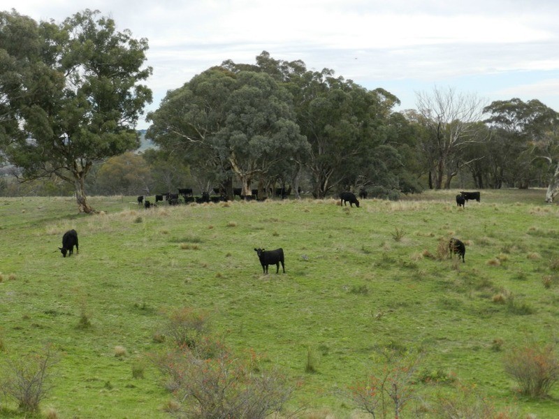 497 Leighwood  Road, Golspie NSW 2580