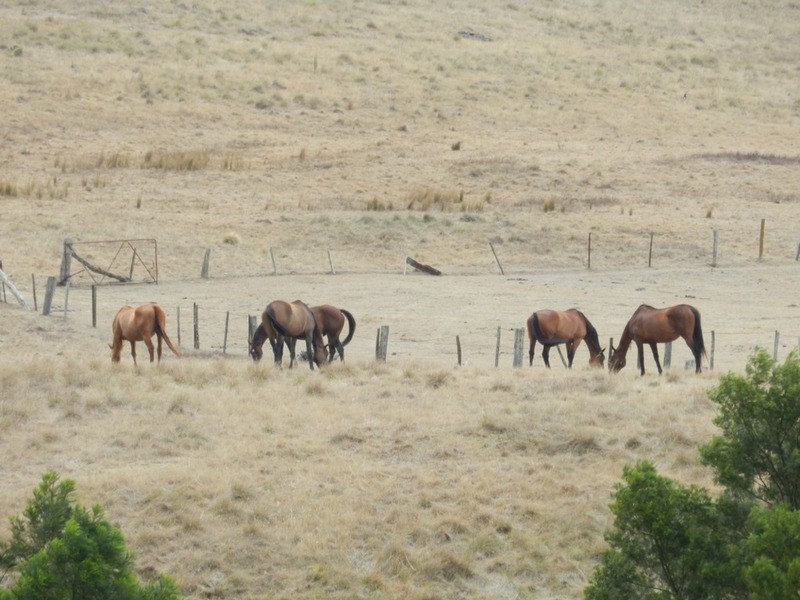 34 Apps Lane, Towrang NSW 2580