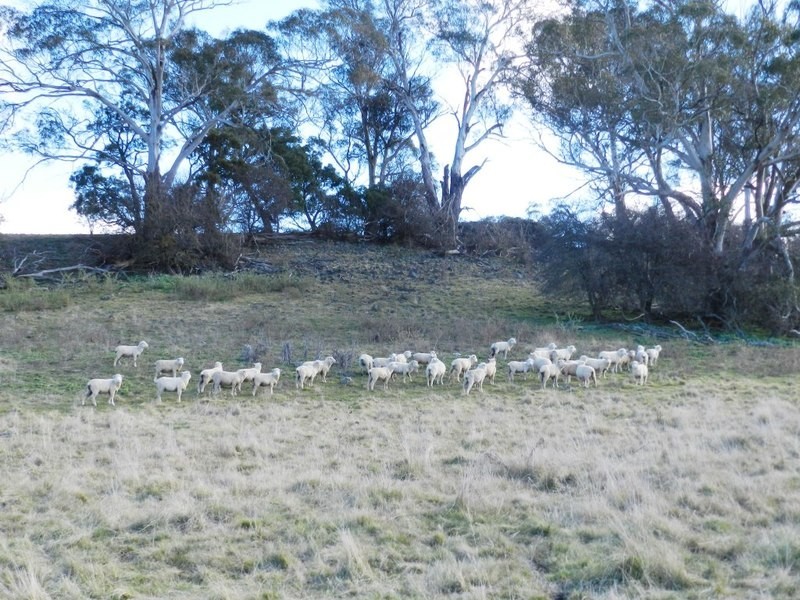 3738 Goulburn Road, Crookwell NSW 2583