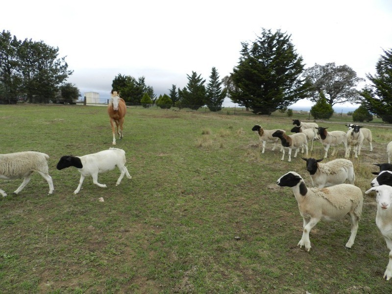 111 Brisbane Grove Road, Goulburn NSW 2580