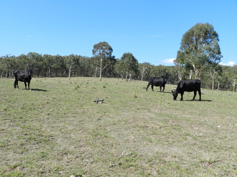 H/6506 Oberon Road, Taralga NSW 2580