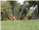 “Blue Stream”/Lot 2 Pejar  Road, Crookwell NSW 2583