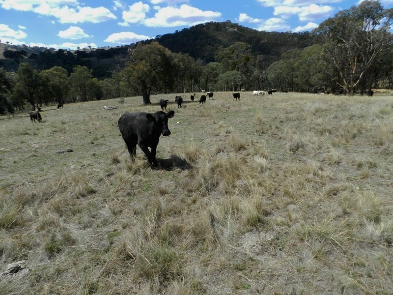 Lot 2 Mulgowrie Road, Binda NSW 2583