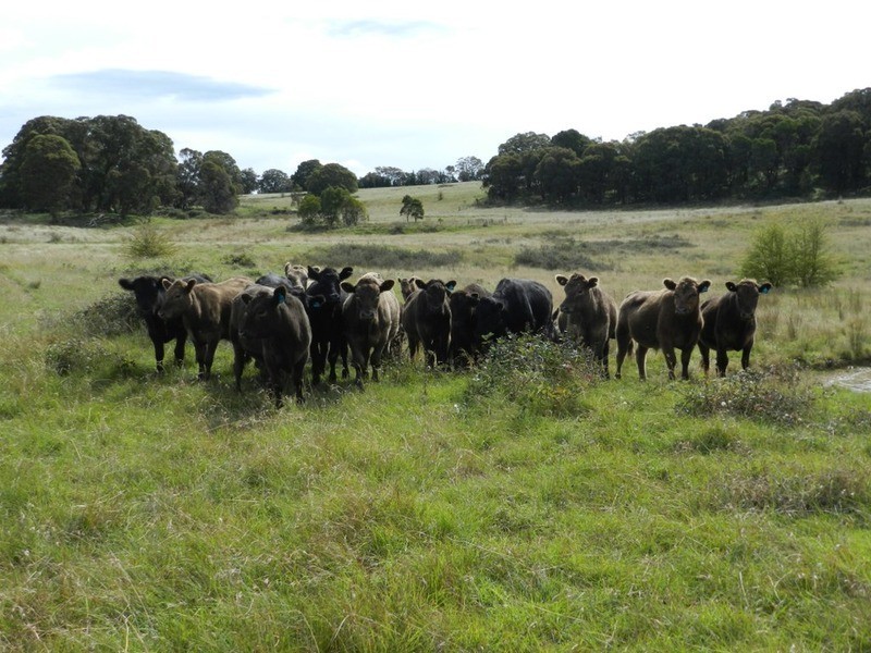 Lot 12 Wombeyan Caves Road, Taralga NSW 2580