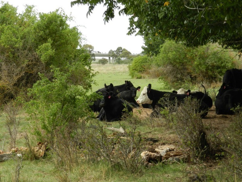 259 Windellama Road, Goulburn NSW 2580