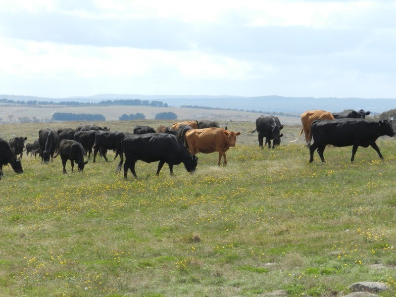 2462 Taralga Road, Laggan NSW 2583