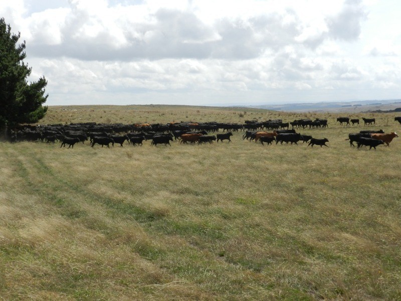 2462 Taralga Road, Laggan NSW 2583