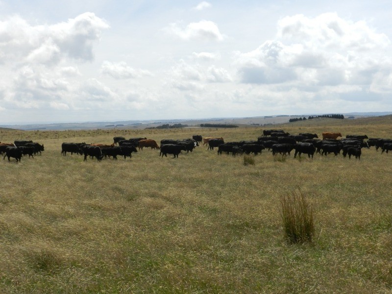 2462 Taralga Road, Laggan NSW 2583