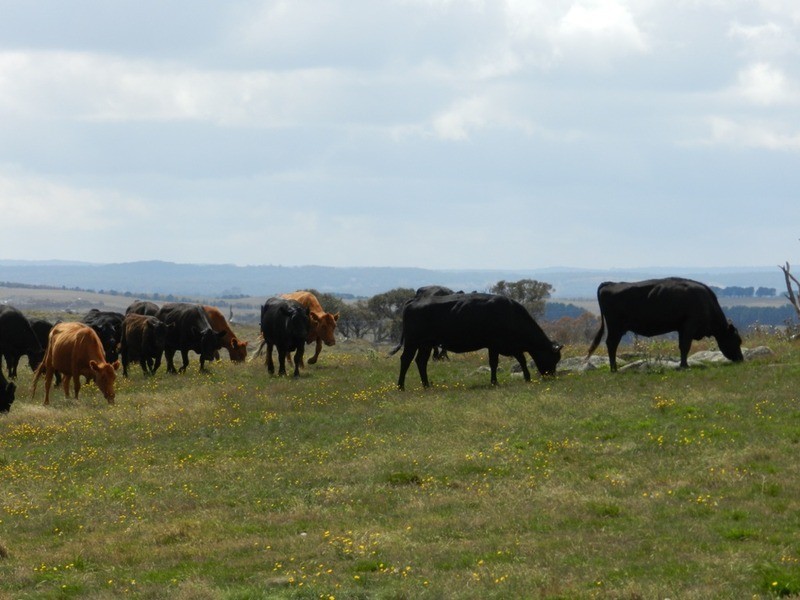 2462 Taralga Road, Laggan NSW 2583