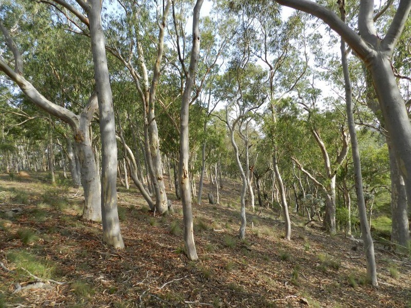 671 Towrang Road, Towrang NSW 2580