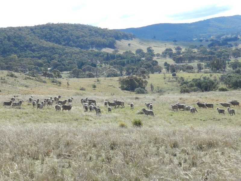 445 Bridge Creek Road, Binda NSW 2583