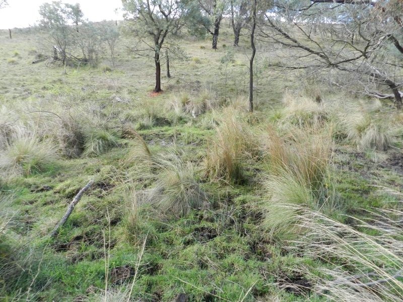 445 Bridge Creek Road, Binda NSW 2583