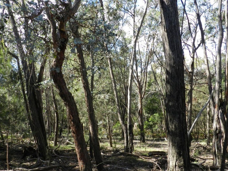 Lot 108 Off Tarlo River Road, Greenwich Park NSW 2580