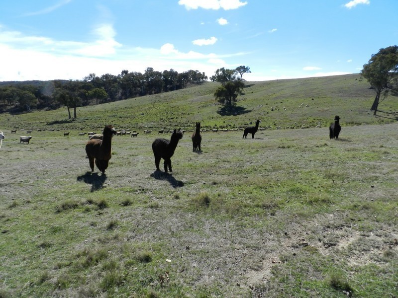 1374 Kangaloolah Road, Binda NSW 2583