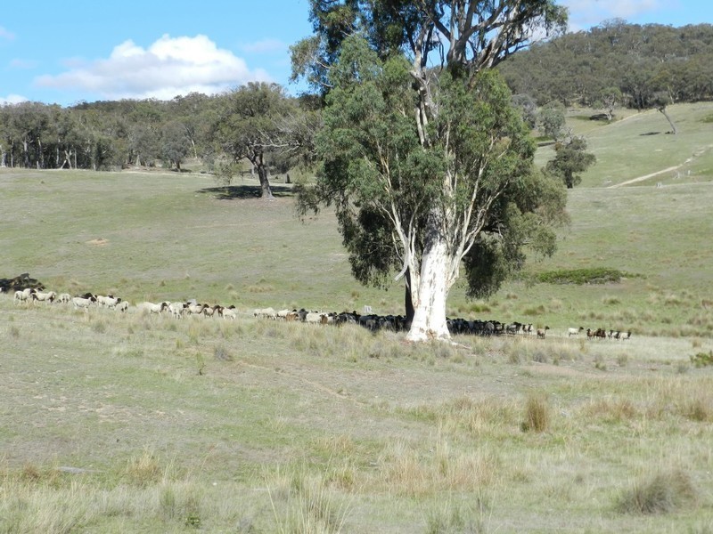 1374 Kangaloolah Road, Binda NSW 2583