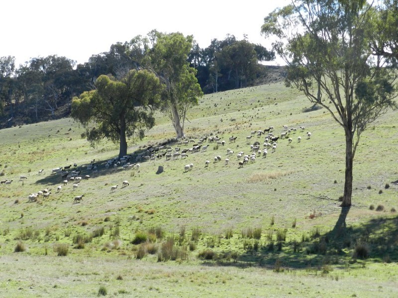 1374 Kangaloolah Road, Binda NSW 2583