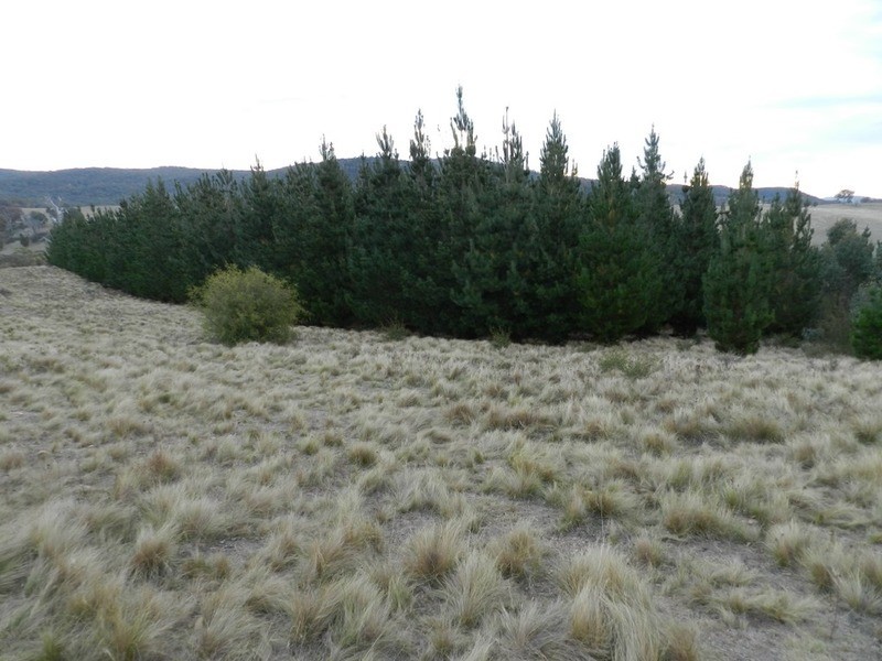 “Wombat Valley” Off Wick Whack Road, Bigga NSW 2583