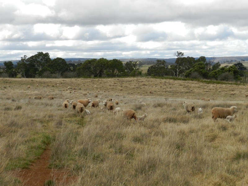 Lot 37 Golspie Road, Taralga NSW 2580