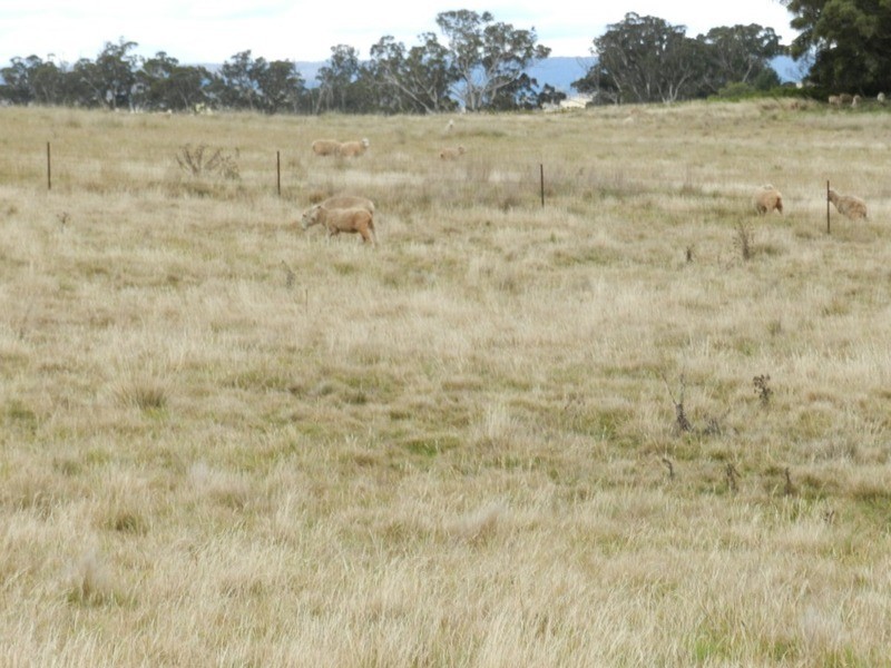 Lot 39 Golspie  Road, Taralga NSW 2580