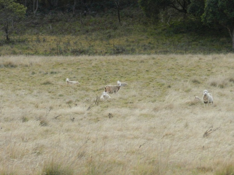 Lot 39 Golspie  Road, Taralga NSW 2580