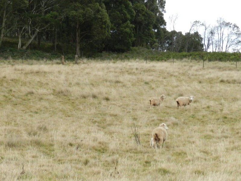 Lot 39 Golspie  Road, Taralga NSW 2580