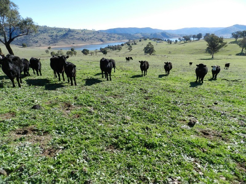 176 Streamville  Road, Bigga NSW 2583