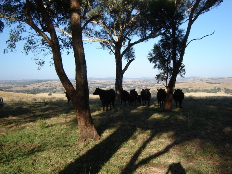 Lot 1 Bevendale  Road, Crookwell NSW 2583