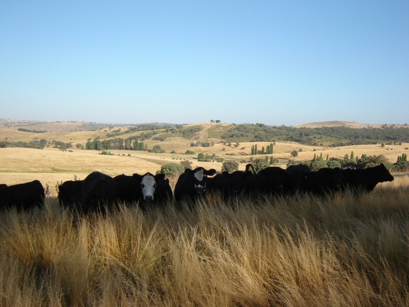 Lot 1 Bevendale  Road, Crookwell NSW 2583
