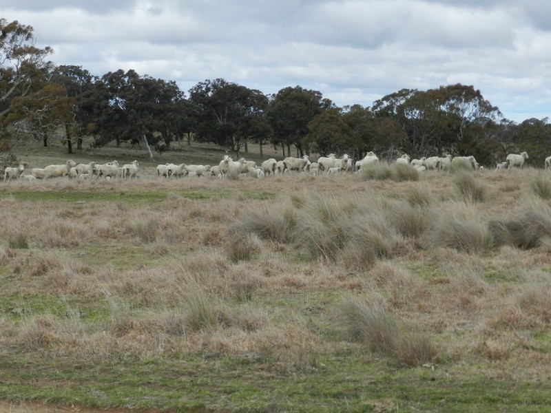 Lot 4 Mullins Creek Road, Breadalbane NSW 2581