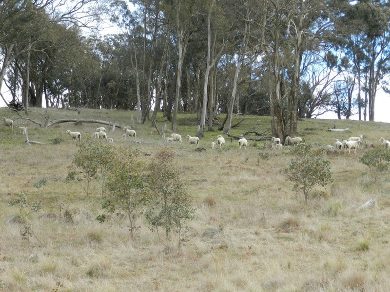Lot 4 Mullins Creek Road, Breadalbane NSW 2581