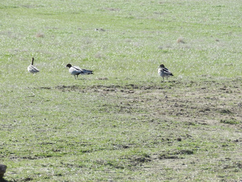 Lot 23 The Meadows Bonnett Park Drive, Goulburn NSW 2580