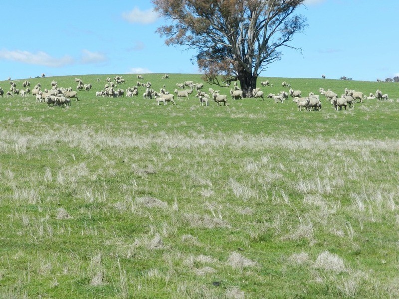 Willunga Sylvia Vale Road, Binda NSW 2583