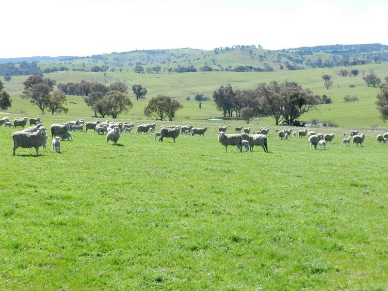 Willunga Sylvia Vale Road, Binda NSW 2583