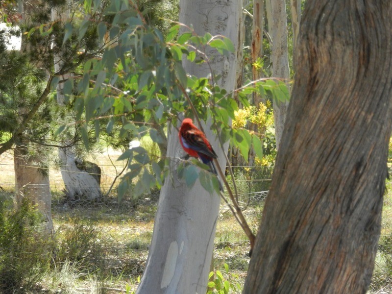 32 Scribbly Gum  Avenue, Tallong NSW 2579