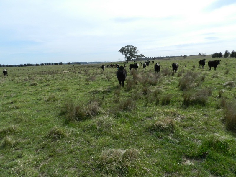 24 Dewsberry  Lane, Goulburn NSW 2580