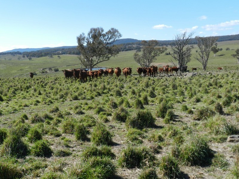 Gundary Park Kooringaroo  Road, Goulburn NSW 2580