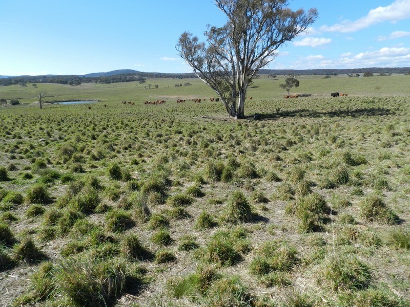 Gundary Park Kooringaroo  Road, Goulburn NSW 2580