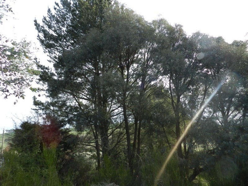 Lot 7 Queen Street, Binda NSW 2583