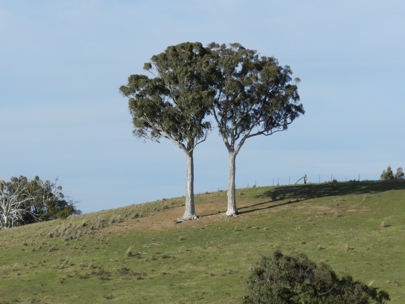 152 Kangaloolah Road, Binda NSW 2583