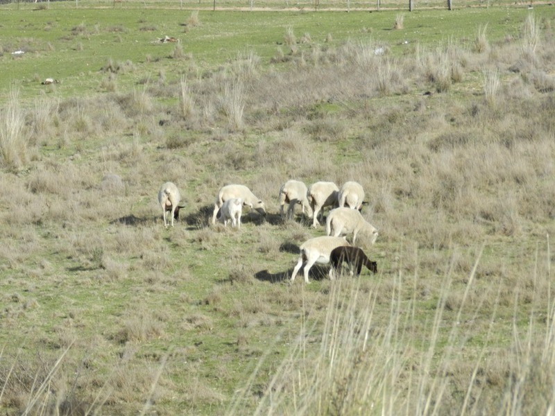 152 Kangaloolah Road, Binda NSW 2583