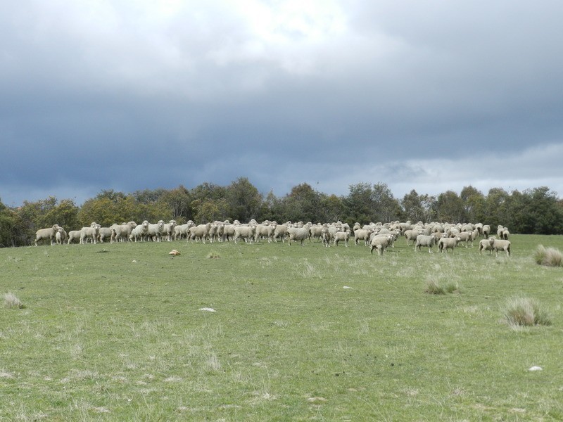 Lot 5 Off Laggan Taralga Road, Laggan NSW 2583
