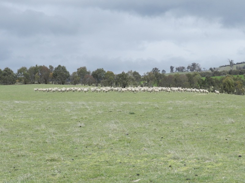 Lot 5 Off Laggan Taralga Road, Laggan NSW 2583