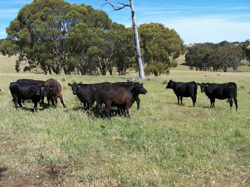 Lot 1 Bannister Lane, Gurrundah NSW 2581